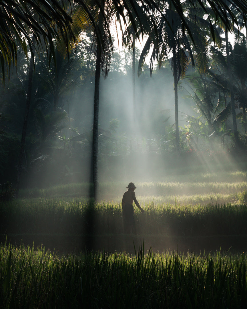 Nascer do Sol em Tegalalang