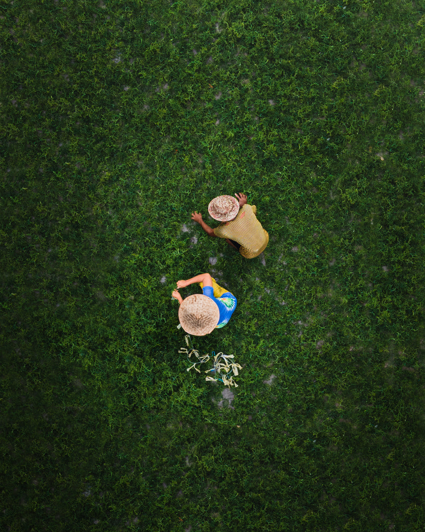 Seaweed Farmers | Nusa Lembongan